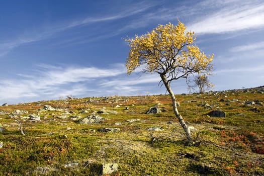 Colorful lonely tree on the mountain in autumn