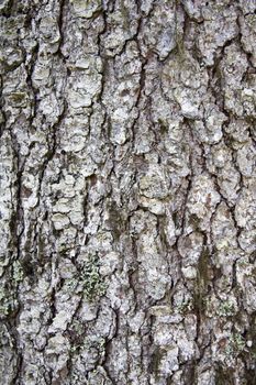 Nature tree bark texture background 
