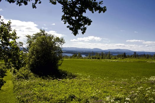 Nature landscape of green grass , blue sky and white clouds
