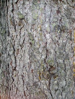 Nature tree bark texture background t