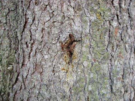 Nature tree bark texture background 
