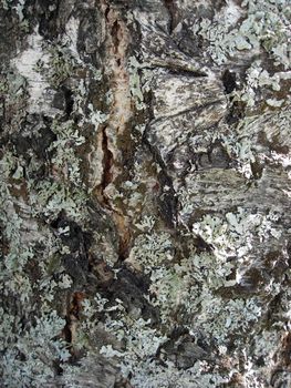 Nature tree bark texture background 