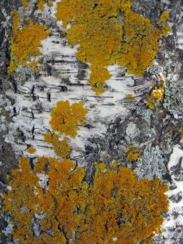 Texture of nature tree bark background closeup