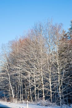 Trees and snow
