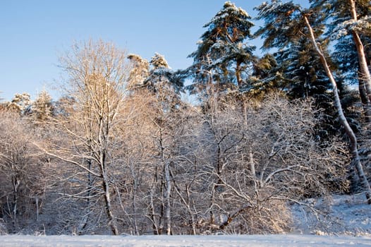 Trees and snow