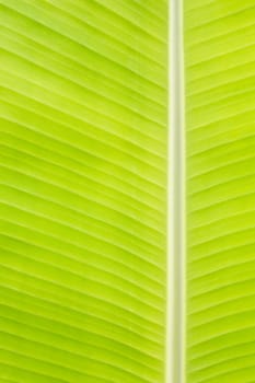 Backlit fresh green banana leaf used for backgrounds