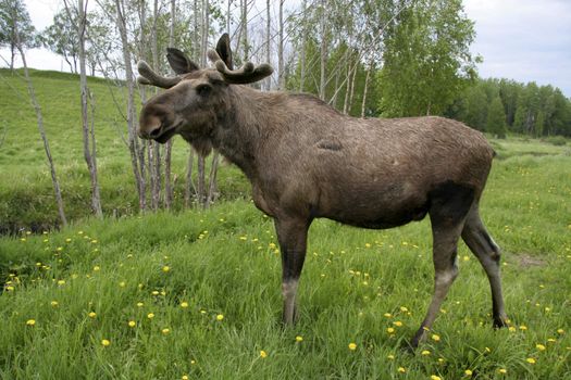 One moose standing on green grass