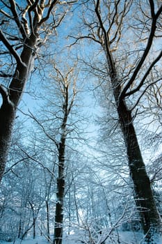 Trees and snow