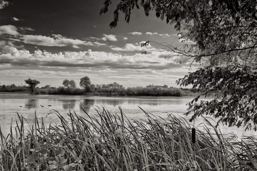 A black and white picture of a pond with  tall grass and a tree in the forground and clouds and trees in the background