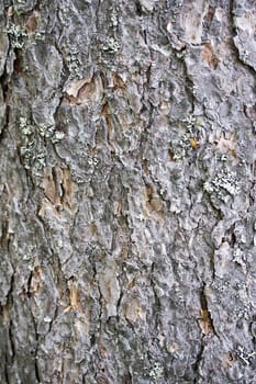 Texture of tree bark background closeup