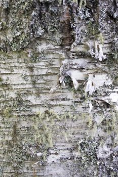 Texture of nature tree bark background closeup