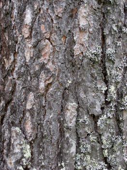 Nature Tree bark texture background 