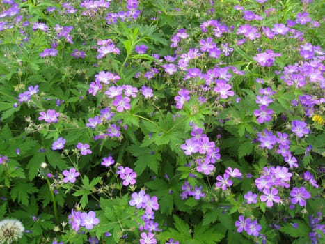 Beautiful wild flowers in forest 