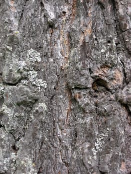 Tree bark texture background 
