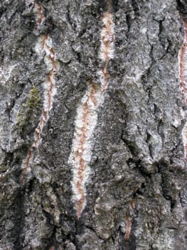 Tree bark texture background 