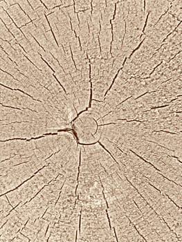 Texture of old wood cut background closeup 