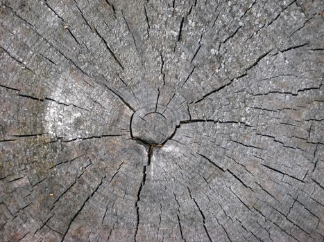 Texture of old wood cut background closeup