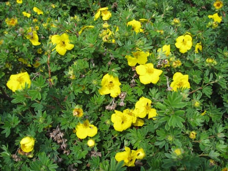 Beautiful wild flowers in forest 
