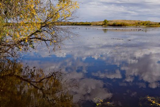 A picture of a pond with many wild geese and the reflection of the clouds