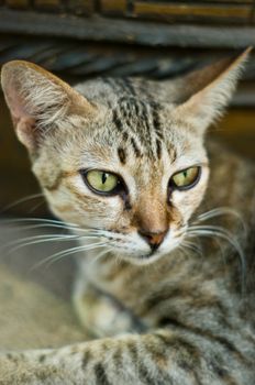 Cat head, Tiger pattern, Thailand