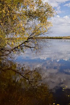 Reflection of the clouds and a tree by the side of the lake