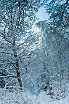 Trees and snow