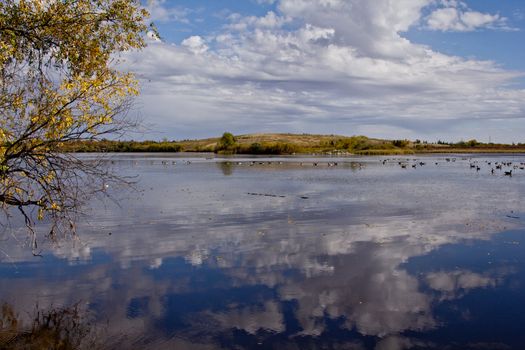 A picture of a pond with many wild geese and the reflection of the clouds