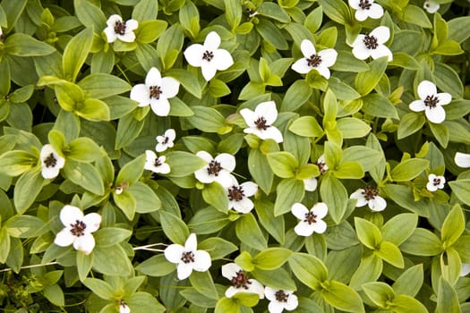 Beautiful white wild flowers in forest closeup