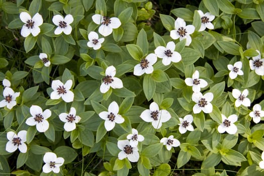 Beautiful white wild flowers in forest closeup