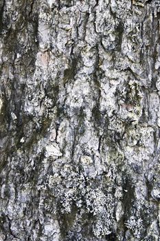 Nature Tree bark texture background 