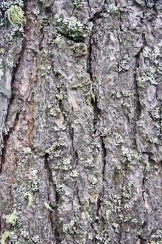 Nature Tree bark texture background closeup
