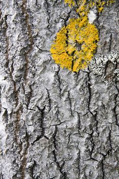 Nature Tree bark texture background closeup