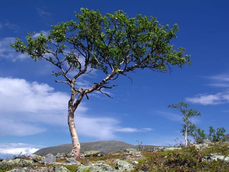 Wild landscape with one big tree on hill 
  