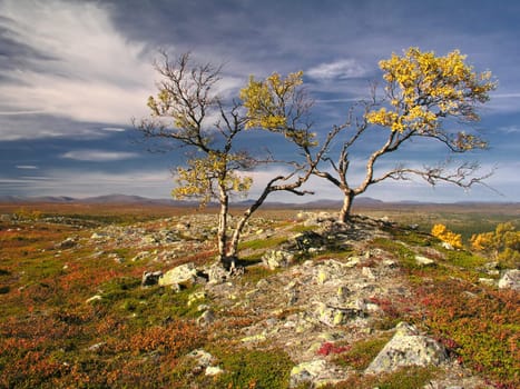 Colorful autumn landscape with trees and blue sky