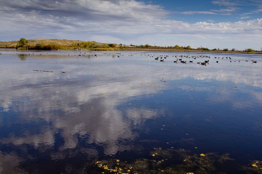 A picture of a pond with many wild geese and the reflection of the clouds