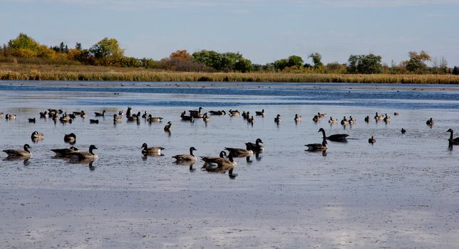 A picture of a pond with many wild geese and the reflection of the clouds