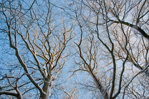 Trees and snow