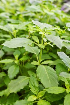 Pile of fresh green basil