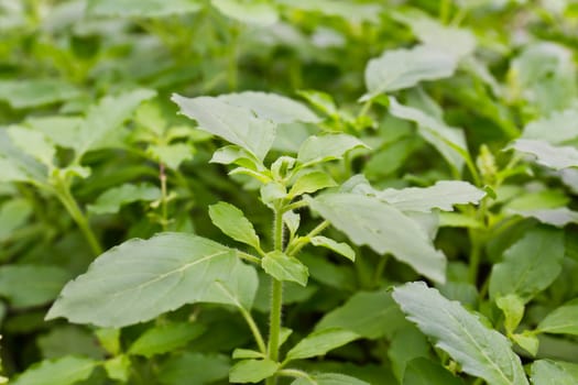 Pile of fresh green basil