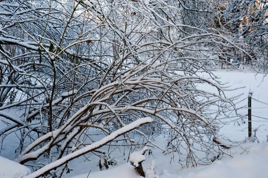 Trees and snow