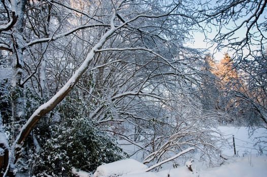 Trees and snow