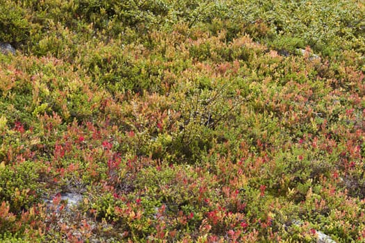 Background of colorful grass in mountain closeup
