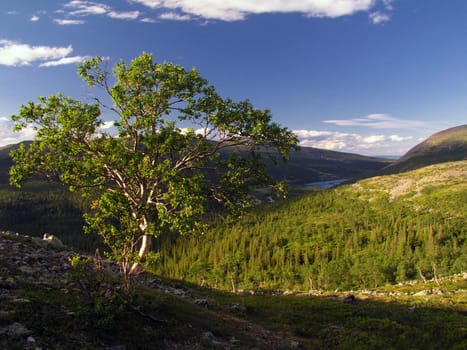 Landscape of wilderness with lonely tree and sunshine