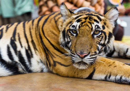 Tiger portrait in the zoo