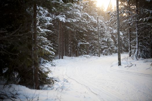 Winter Landscape in the forest