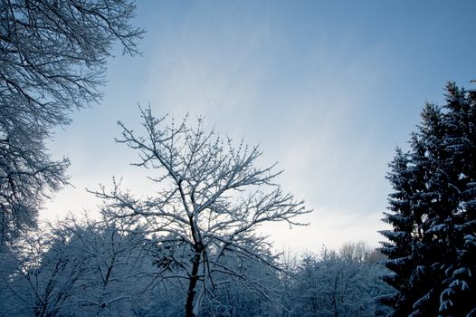 Trees and snow