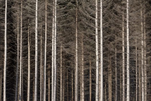 Close up of pine trees