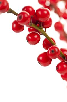 Winterberry Christmas branches with red holly berries