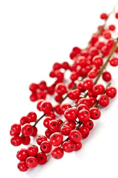 Winterberry Christmas branches with red holly berries