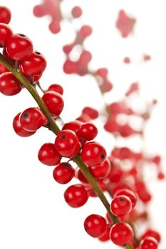 Winterberry Christmas branches with red holly berries